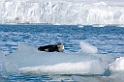 Ringed Seal (Ringsæl)